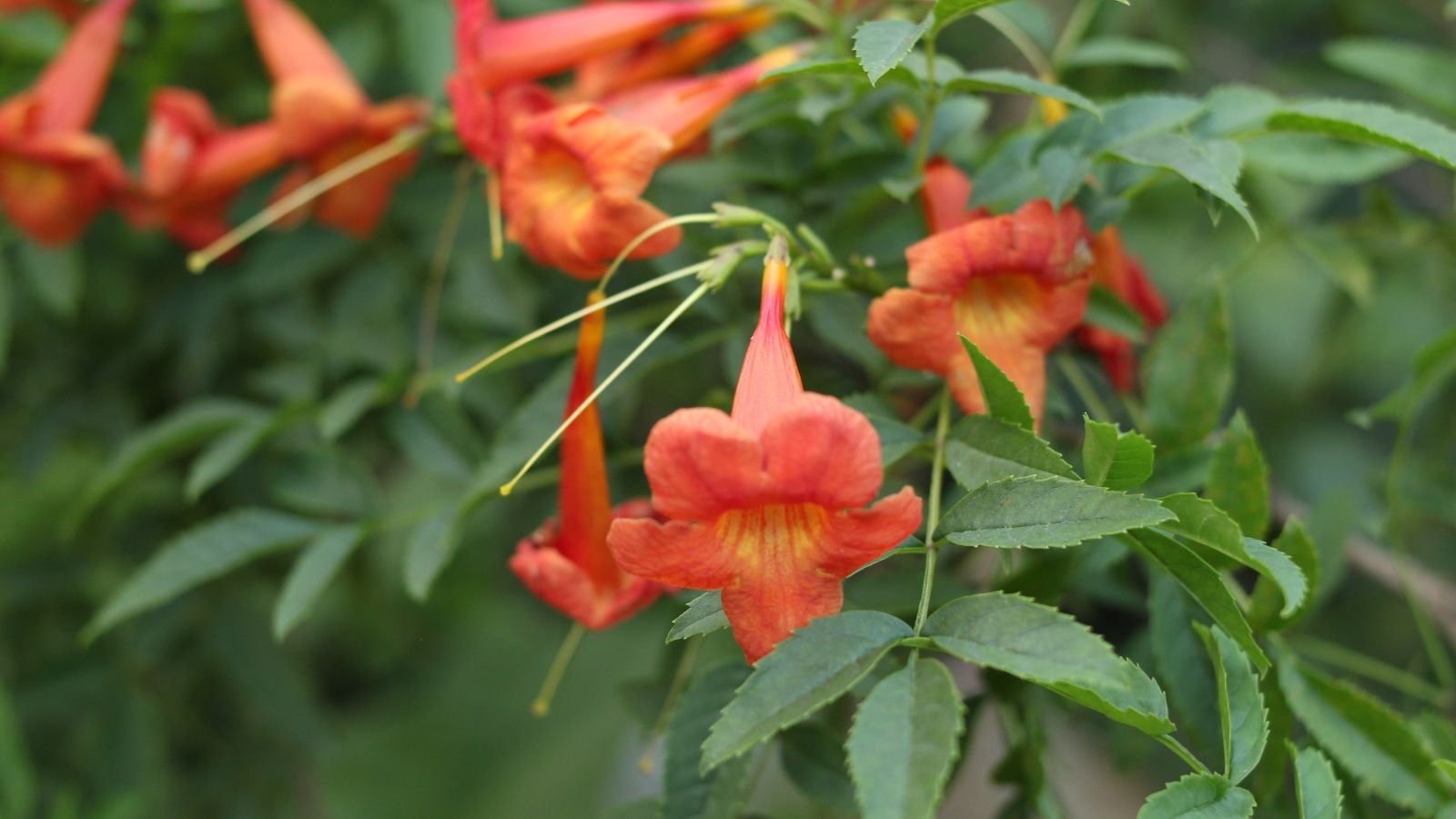 A close-up shot of a small composition of vibrant orange colored blooms with yellow centers, growing on thin stems and serrated leaves