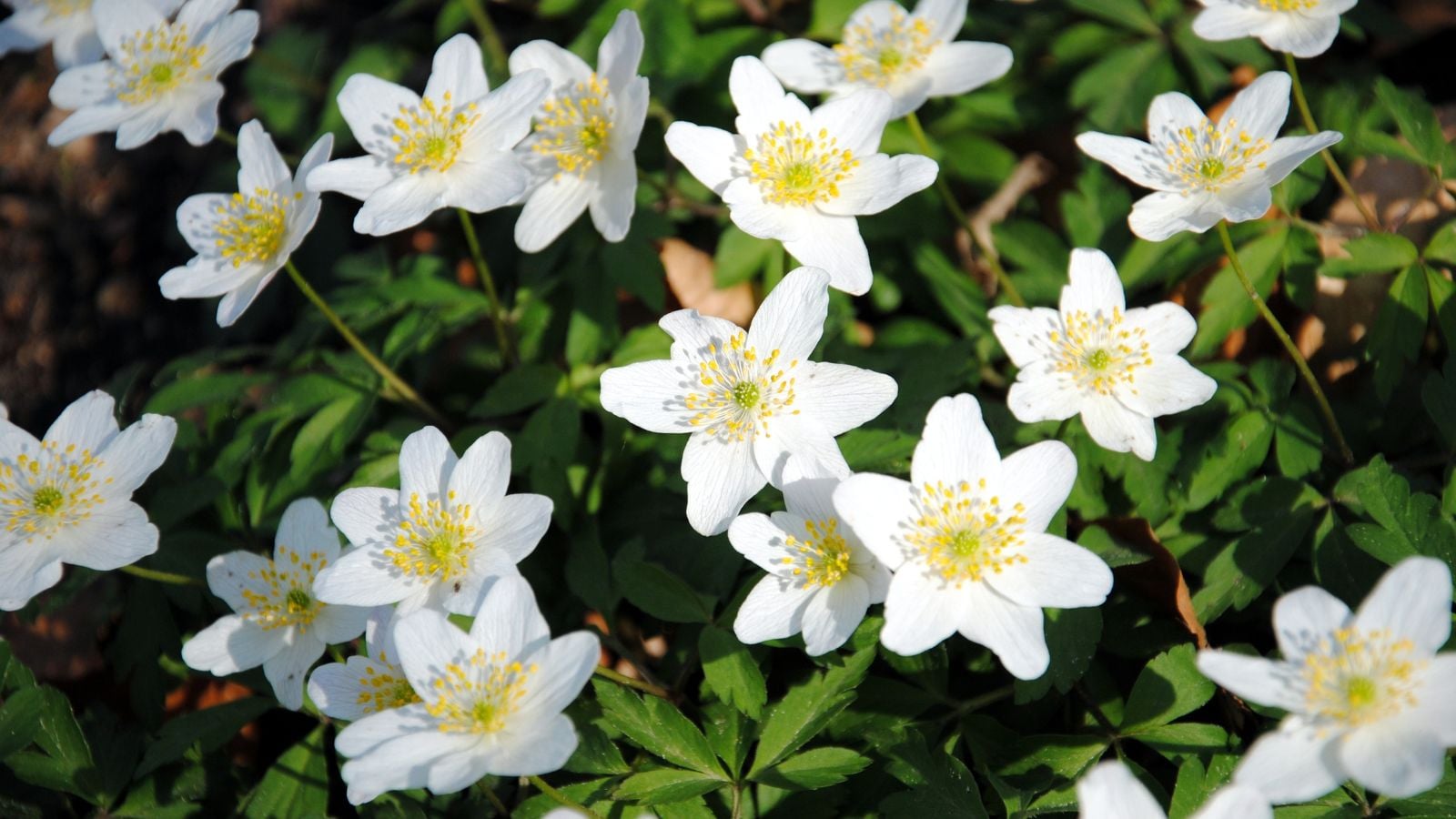 A close-up and overhead shot of a composition of white flowers with yellow upright stamens, alongside green leaves in a well lit area outdoors
