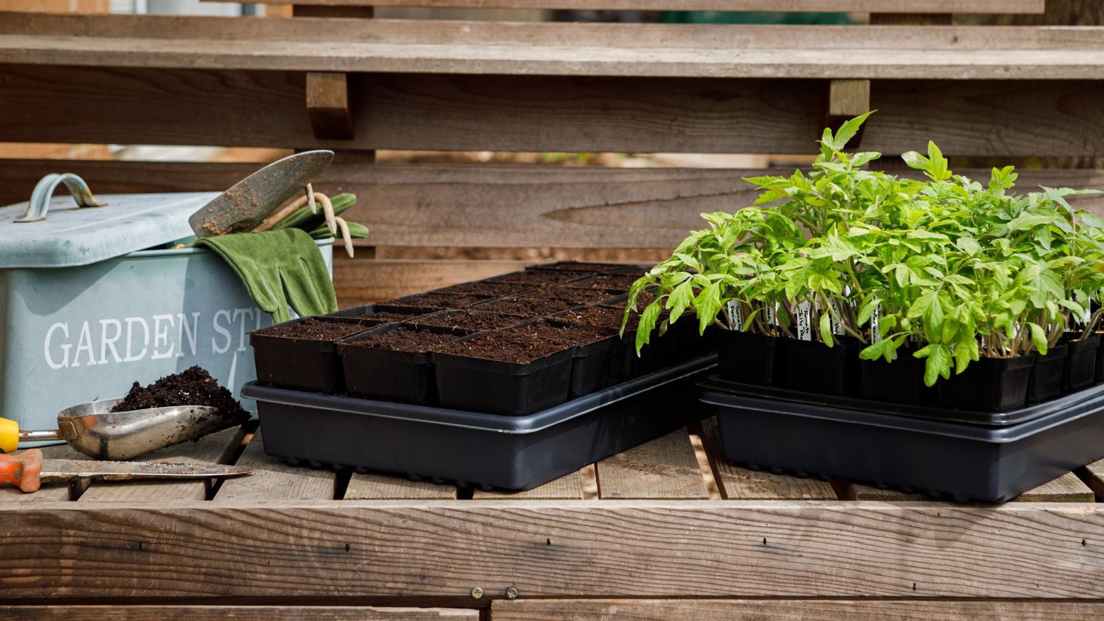 Tools and supplies to start spring garden from scratch, including a tray of seedlings and other equipment laid on a wooden surface
