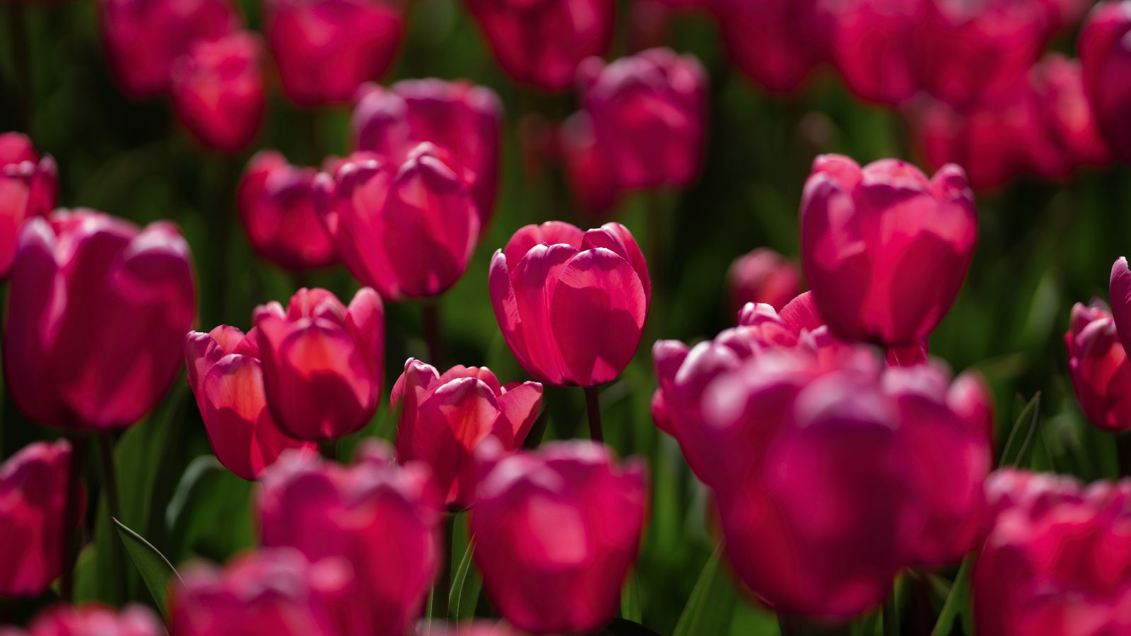 A close-up shot of a large group of tall garnet-red colored flowers of the Archeron variety, all situated in a large field area outdoors
