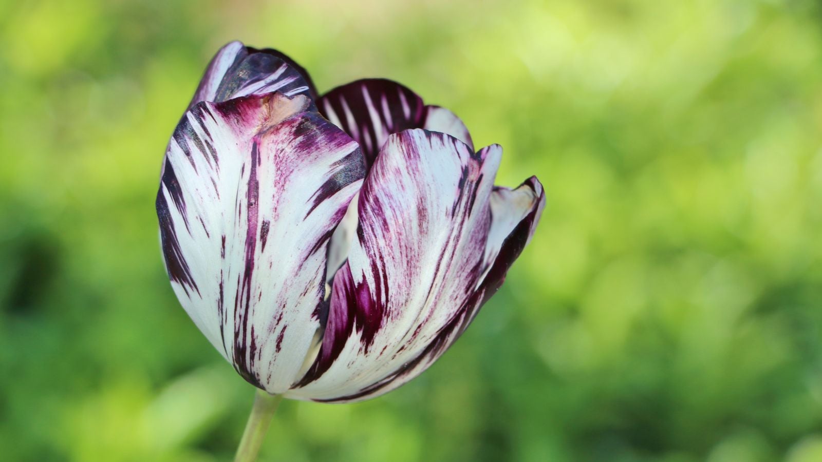 A close-up shot of multi-colored petals of the Black and White variety of flowers, sitting atop a strong and slender stem, in a well lit area outdoors