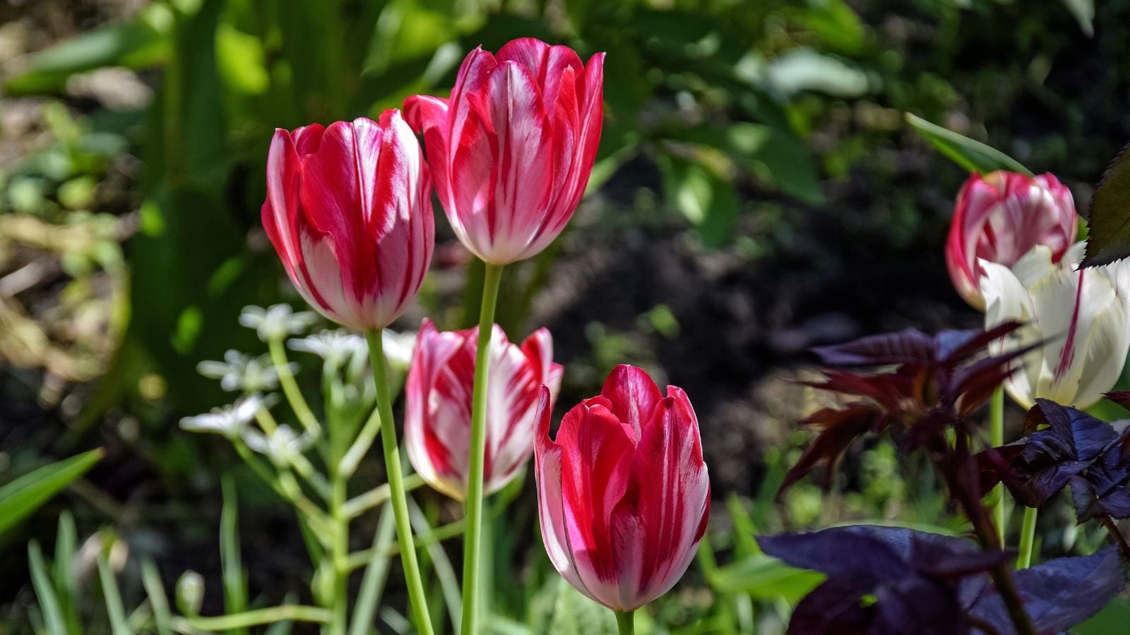 A close-up shot of a small group of vibrant pink and white colored blooms atop slender stems called the Bridesmaid, all situated alongside other plants and flowers outdoors