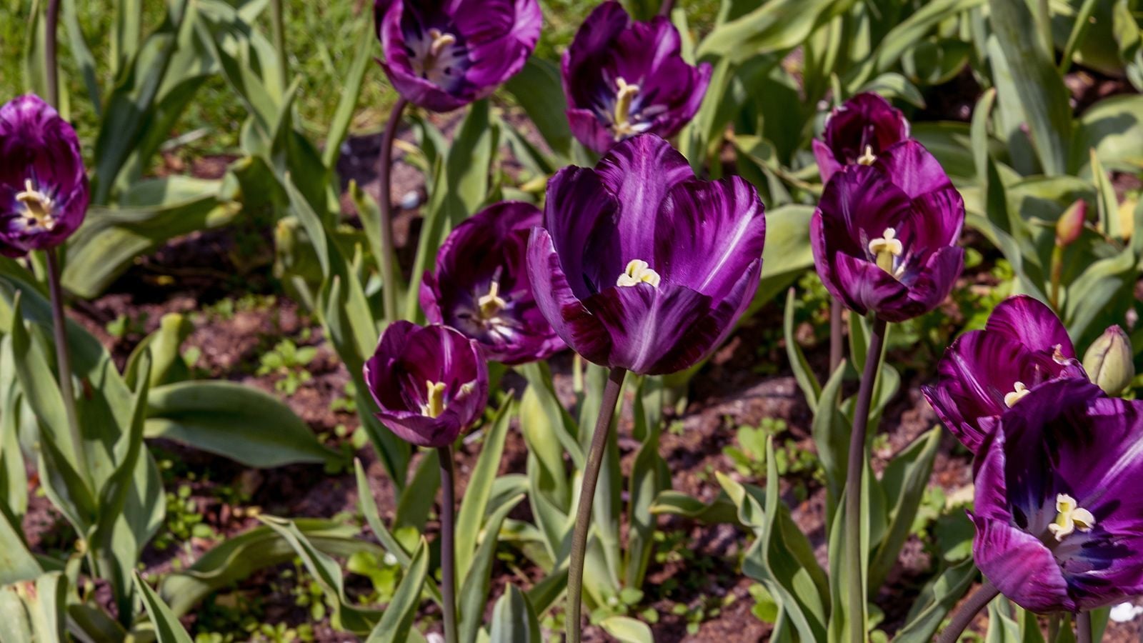 A close-up and overhead shot of a composition of vibrant purple colored flowers of the Columbine variety, all atop their slender stems in a sunny area outdoors