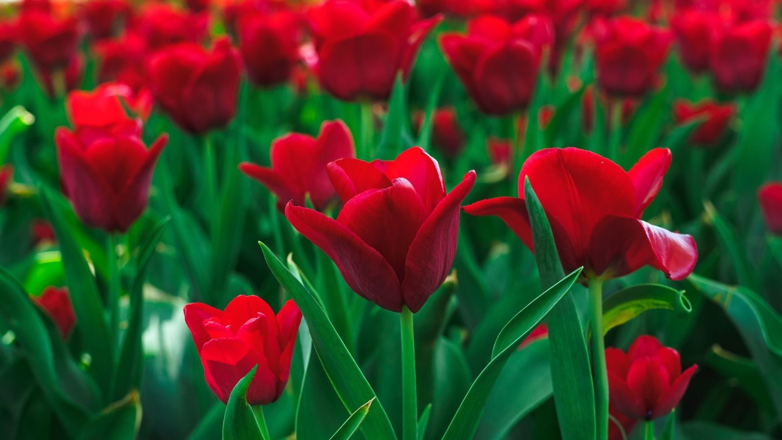 A close-up shot of a large composition of deep-red colored blooms of the Couleur Cardinal variety of flowers, all situated in a well lit area