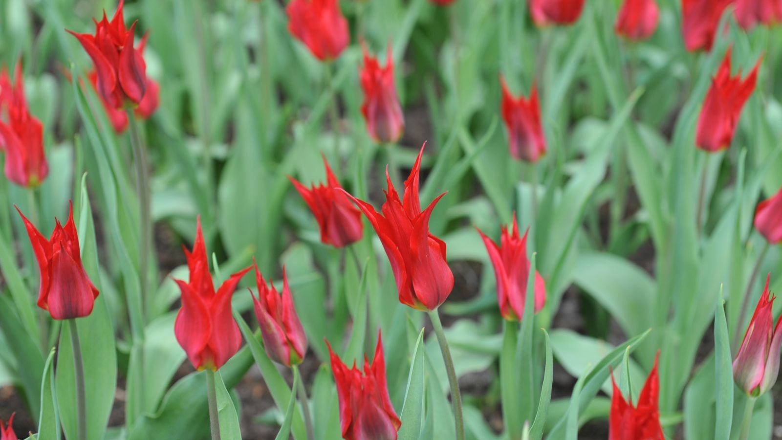A shot of a large group of unique looking spiky red colored flowers of the Elegans Rubra variety, all growing alongside their green foliage outdoors