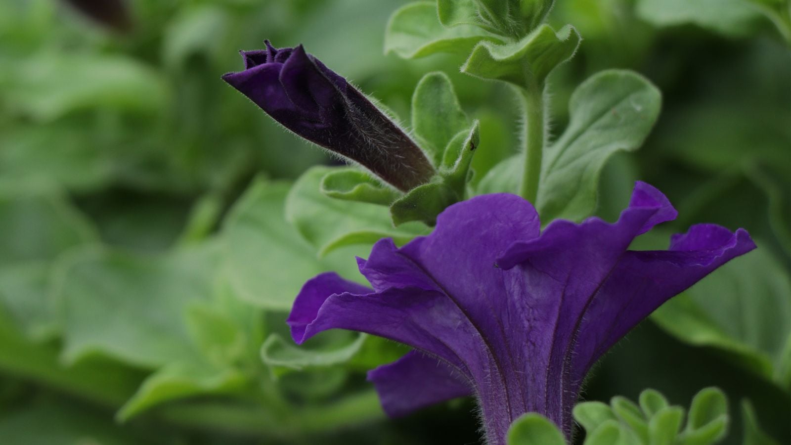 Two deep purple blooms surrounded by healthy green foliage appearing to be planted somewhere shady