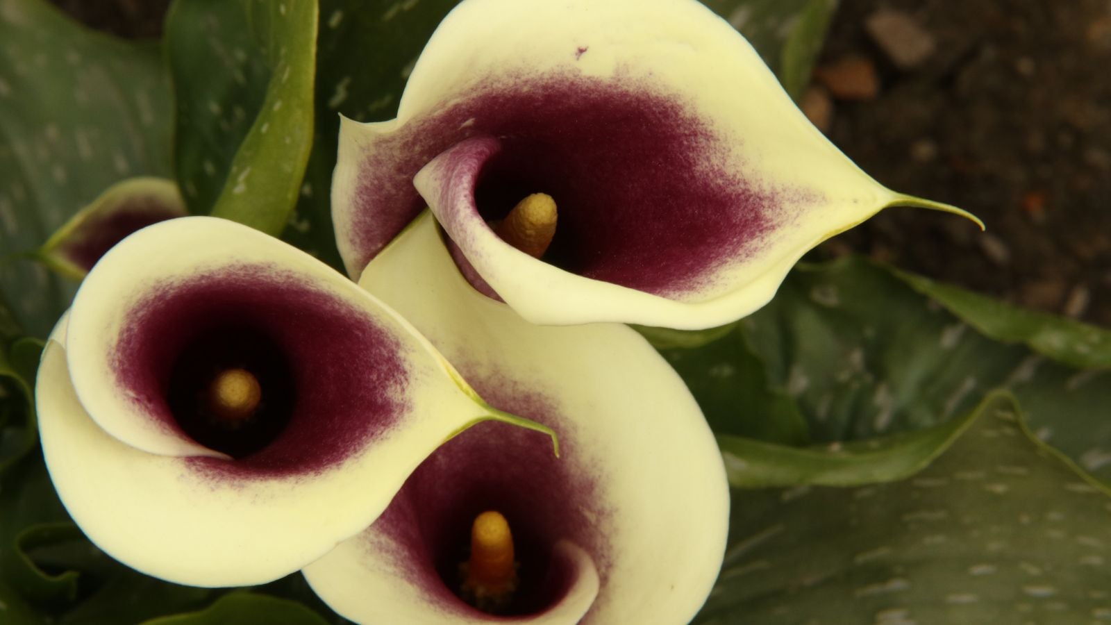 Multiple Vermeer Calla Lily flowers appearing to have lovely cream-colored petals with vibrant deep purple centers