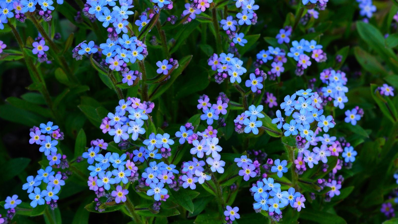 A close-up and overhead shot of dainty, azure and purple colored blooms with yellow centers of the Victoria Blue Forget-Me-Not, all growing alongside their green foliage outdoors