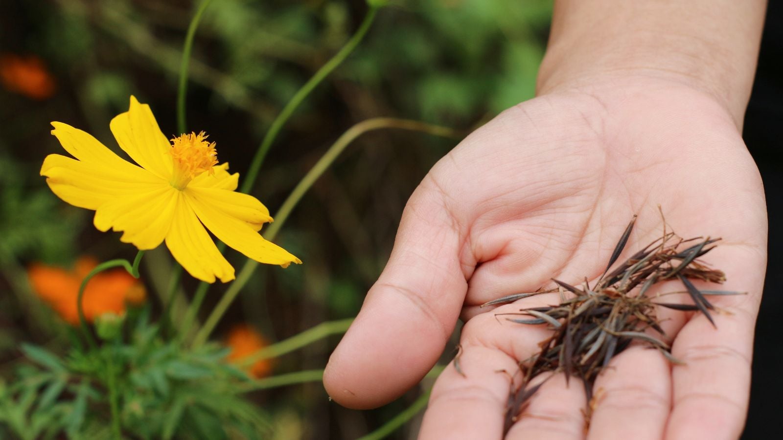 A close-up shot of a person's hand in the process of holding a small pile of dried elongated ovules, beside a delicate yellow flower