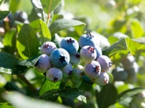 A close-up shot of a cluster of round fruits, growing alongside green leaves on woody branches, showcasing how to plant blueberry spring