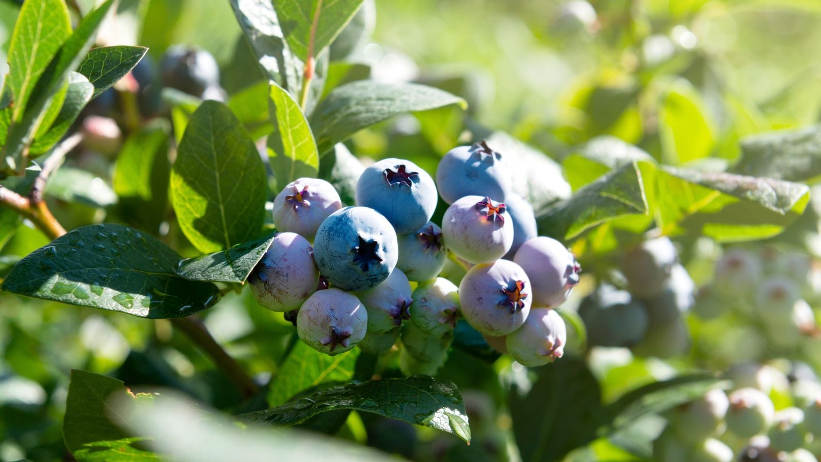 A close-up shot of a cluster of round fruits, growing alongside green leaves on woody branches, showcasing how to plant blueberry spring