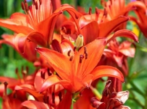A close-up shot of a composition of vibrant red-orange colored flowers, showcasing summer bulbs May