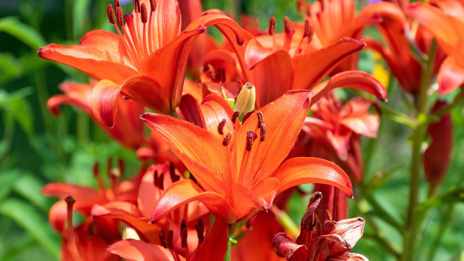 A close-up shot of a composition of vibrant red-orange colored flowers, showcasing summer bulbs May