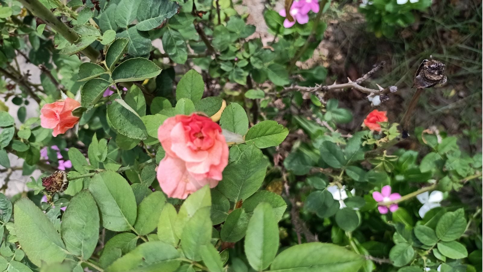 A close-up shot of a double-bloomed, pink-red colored flowers and its green leaves, placed in a shady area outdoors