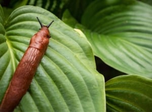 A close-up shot of a thick brown mollusk, crawling on large green leaves of a plant, showcasing slug-resistant hosta