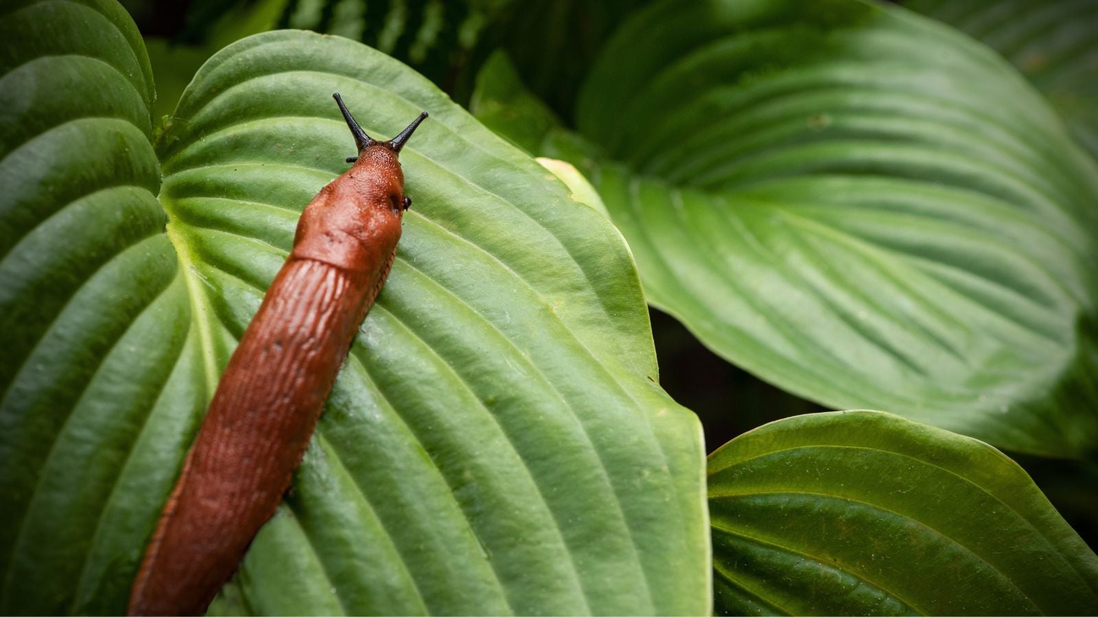A close-up shot of a thick brown mollusk, crawling on large green leaves of a plant, showcasing slug-resistant hosta