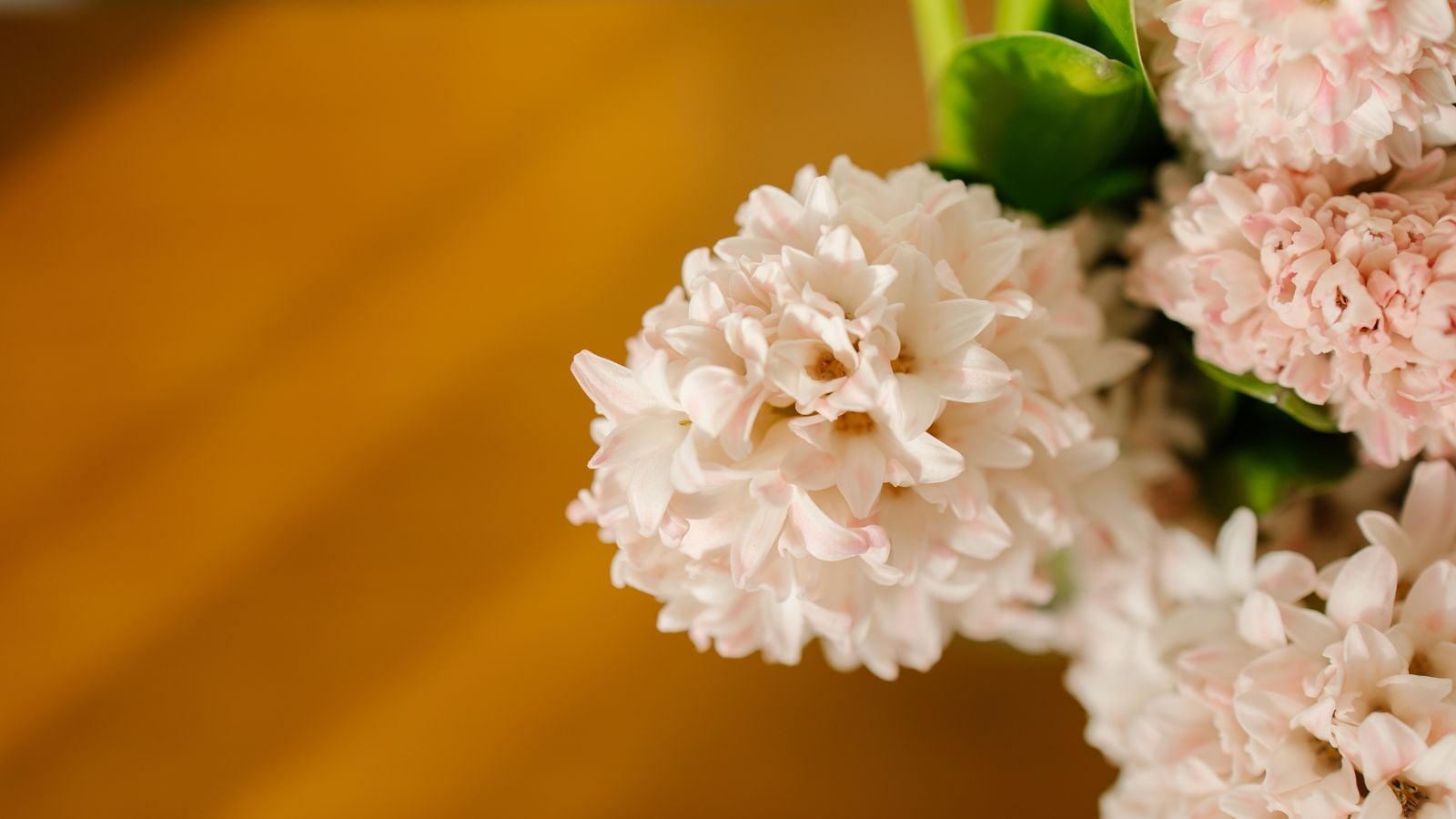 A closeup shot of cut blooms appearing to have a pale warm color, appearing to have bright green foliage