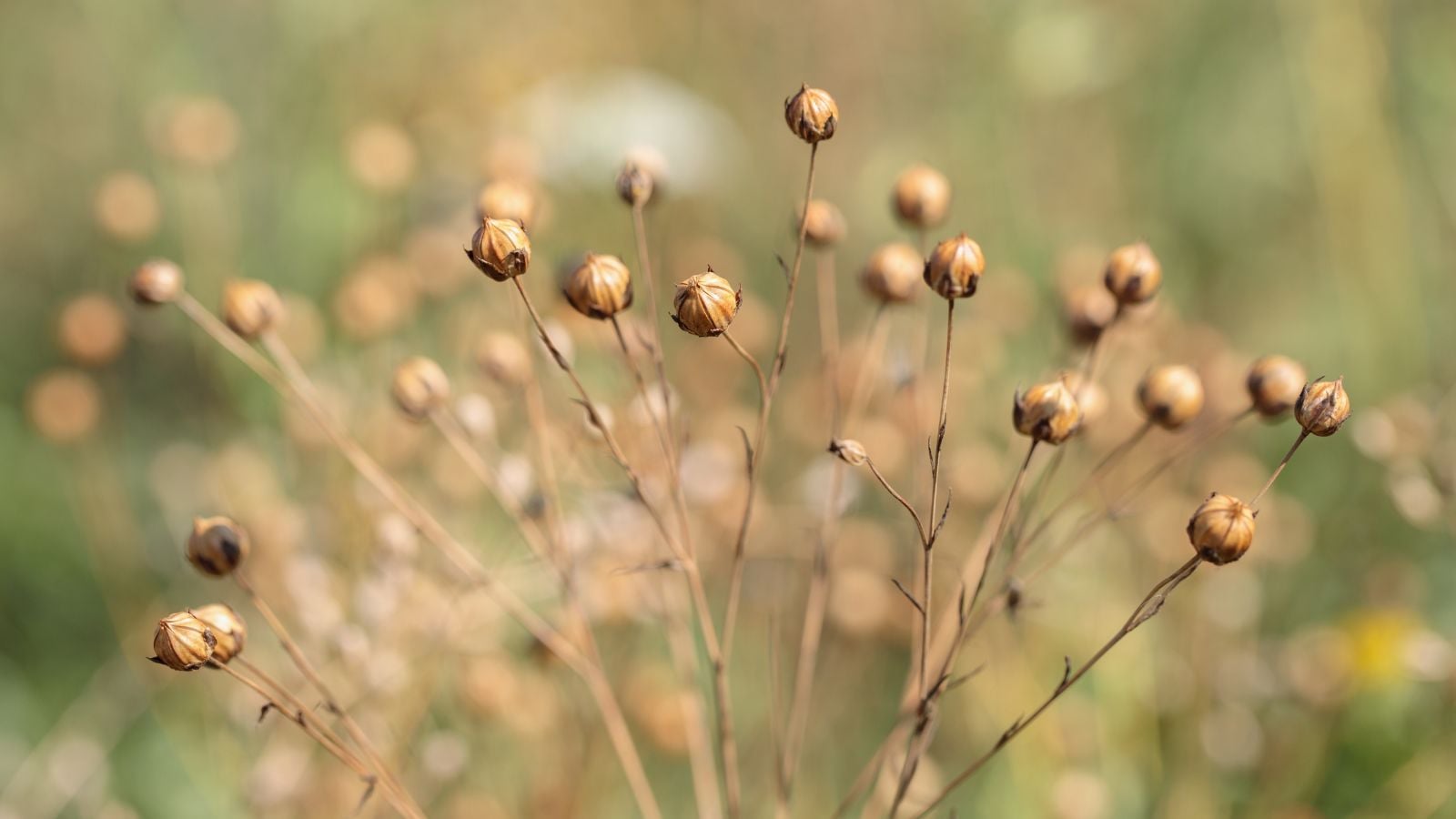 A close-up shot of a small composition of dried and round seedheads all sitting atop dried slender stems in a well lit area outdoors