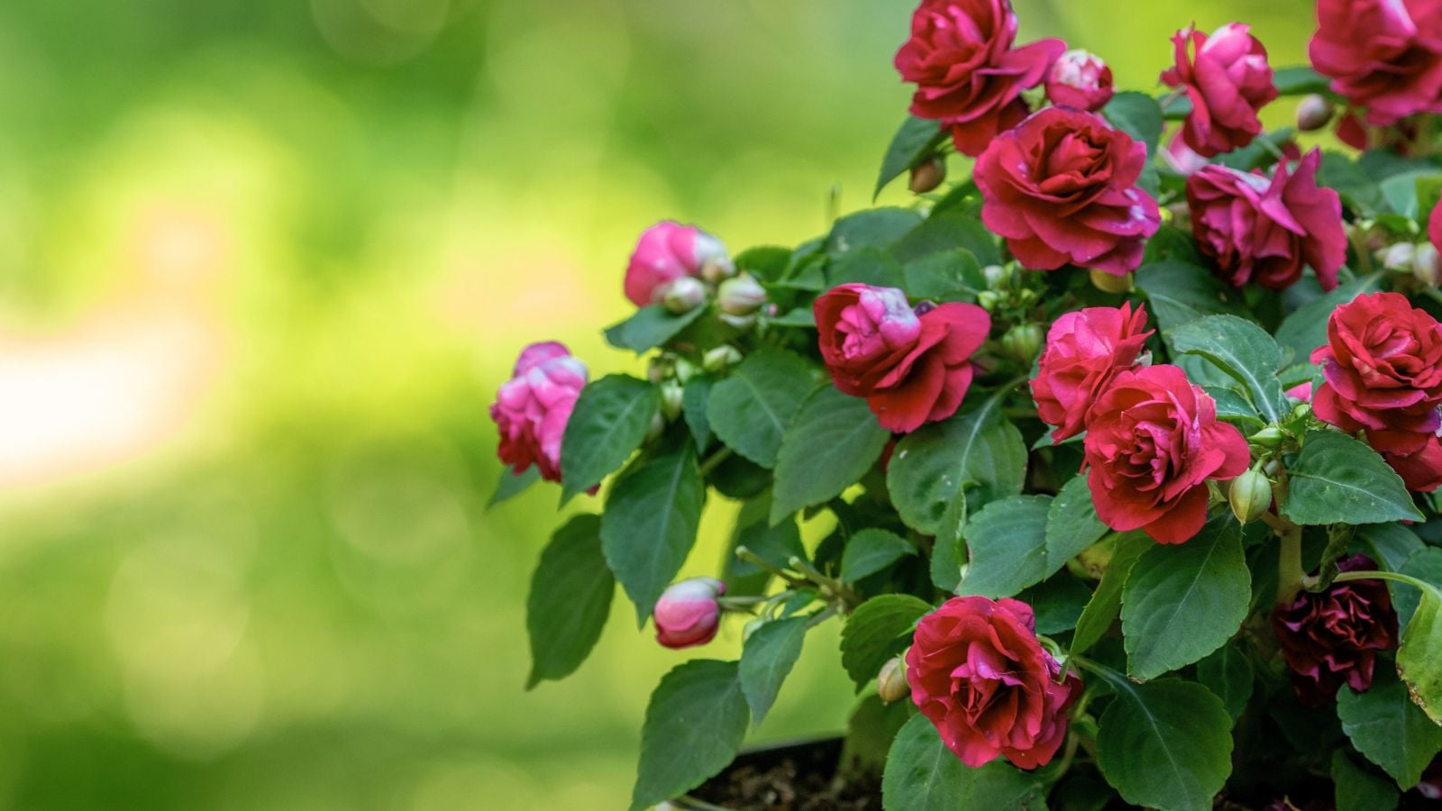 A composition of rose-like, dark-red colored blooms of the Rose variety of flowers, all placed on pot in a well lit area outdoors