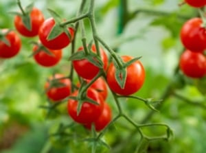 A close-up shot of a small composition of round, red, ripe crops dangling on vines, showcasing when plant tomatoes outside