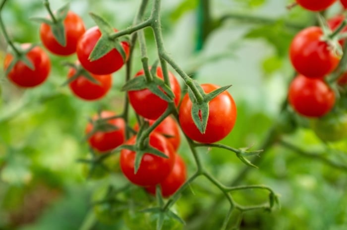 A close-up shot of a small composition of round, red, ripe crops dangling on vines, showcasing when plant tomatoes outside
