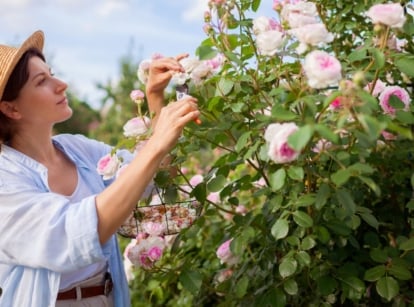 A female gardener performing April rose care, using a tool to deadhead the blooms attached to a lush shrub with lovely green foliage