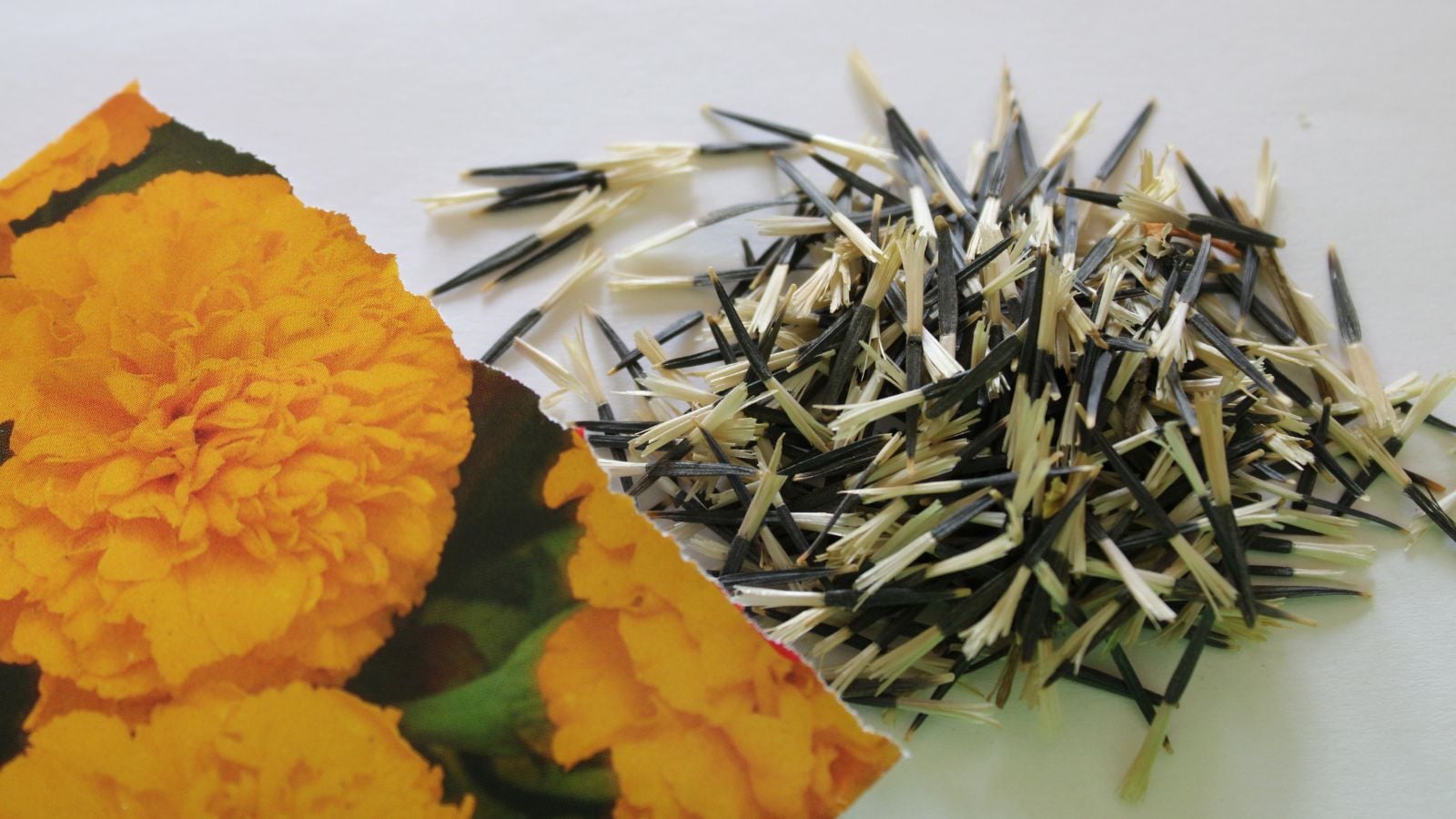 A close-up shot of a packet of tagetes flower seeds, with the seeds pile together on white surface