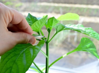 A person using bare hands to pinch pepper plants appearing to pinch off buds of a plant near a well-lit window