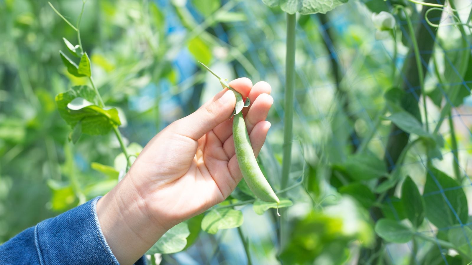 A close-up shot of a person's hand in the process of harvesting a ripe pod of legume crops in a well lit area outdoors