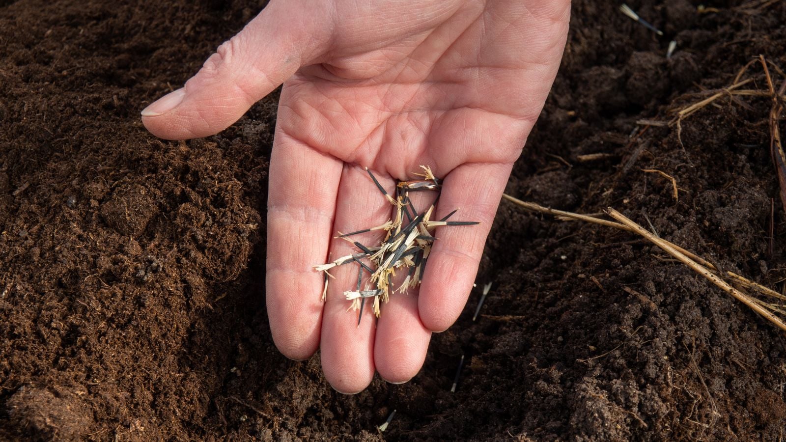 A close-up shot of a person's hand in the process of planting a pile of  slender seeds of a flower into rich dark brown soil outdoors