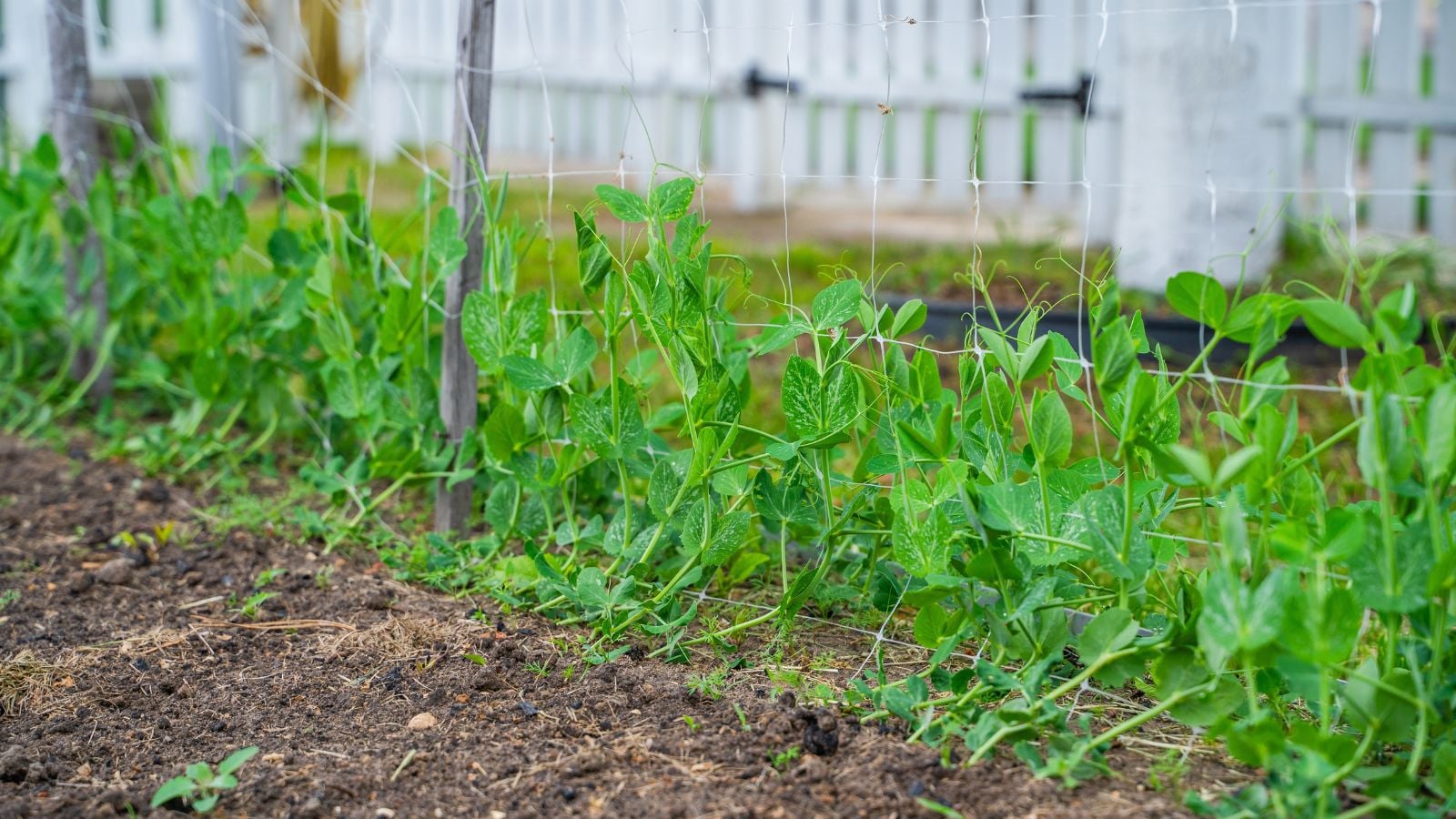 A shot of a row of developing legume crops, supported by wires, all situated in a garden area outdoors