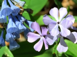 A shot of shade perennials that spread, including bluebells and cool-toned phlox surrounded by bright green leaves