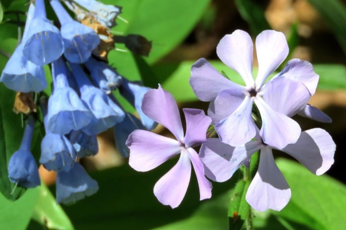 A shot of shade perennials that spread, including bluebells and cool-toned phlox surrounded by bright green leaves