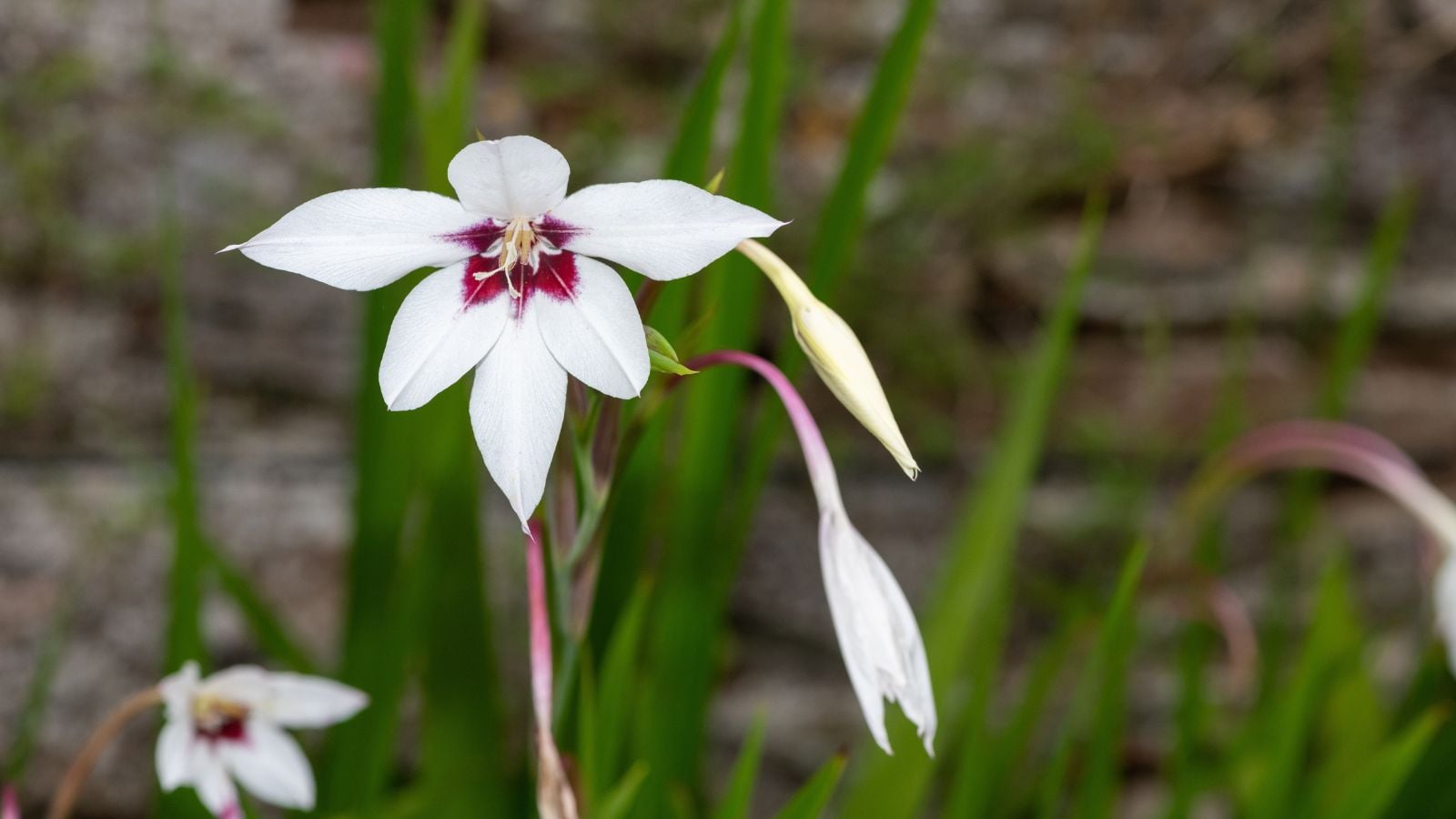 A close-up shot of white colored flowers with dark maroon to purple middles called the Abyssinian Gladiolus