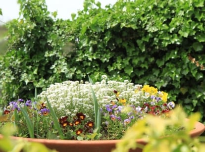 An area with spring container combinations, appearing to have blooms popping out of the lush and healthy plants in pots surrounded by bright green foliage