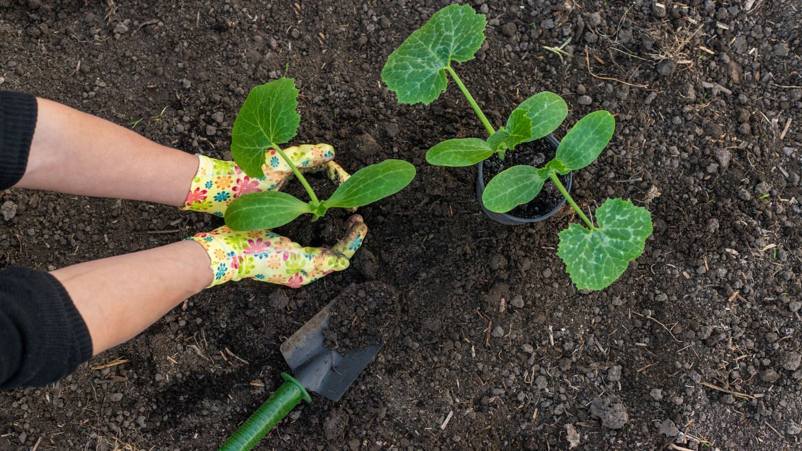 An overhead and close-up shot of a person's hand, wearing bright yellow, floral patterned gloves, in the process of  transplanting seedlings outdoors