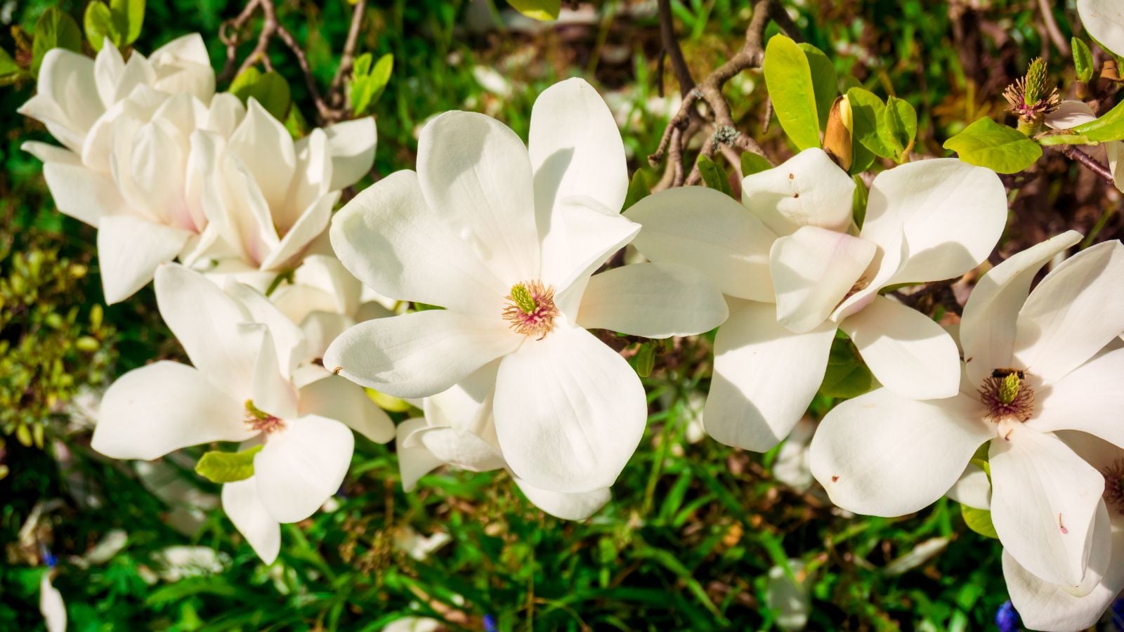 A close-up shot of a large composition of creamy white blooms of the Baby Doll, developing won woody branches alongside green leaves