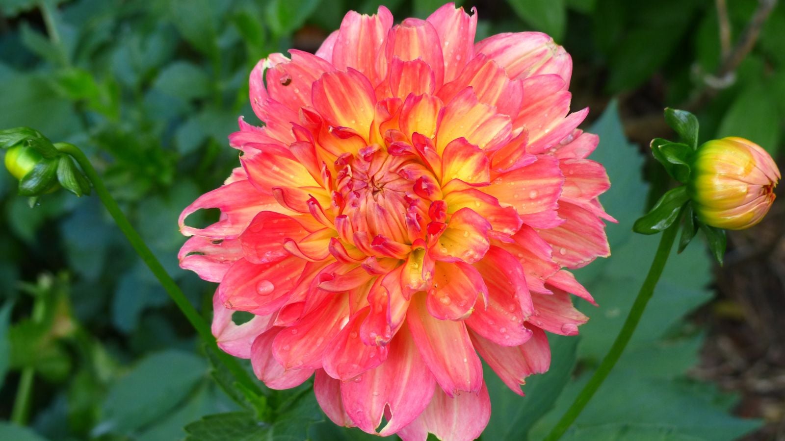 A close-up shot of a vibrant double flower of the peach, and orange colored petals of the Belle of Barmera Dahlia