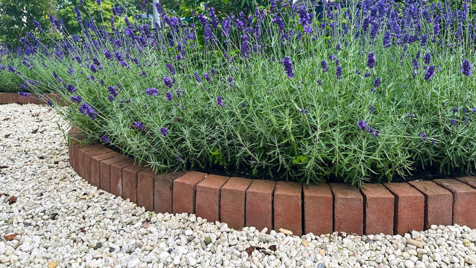 A close-up shot of a composition of developing lavender flowers, along a bored made of bricks, separating the flowers from a pebbled surface