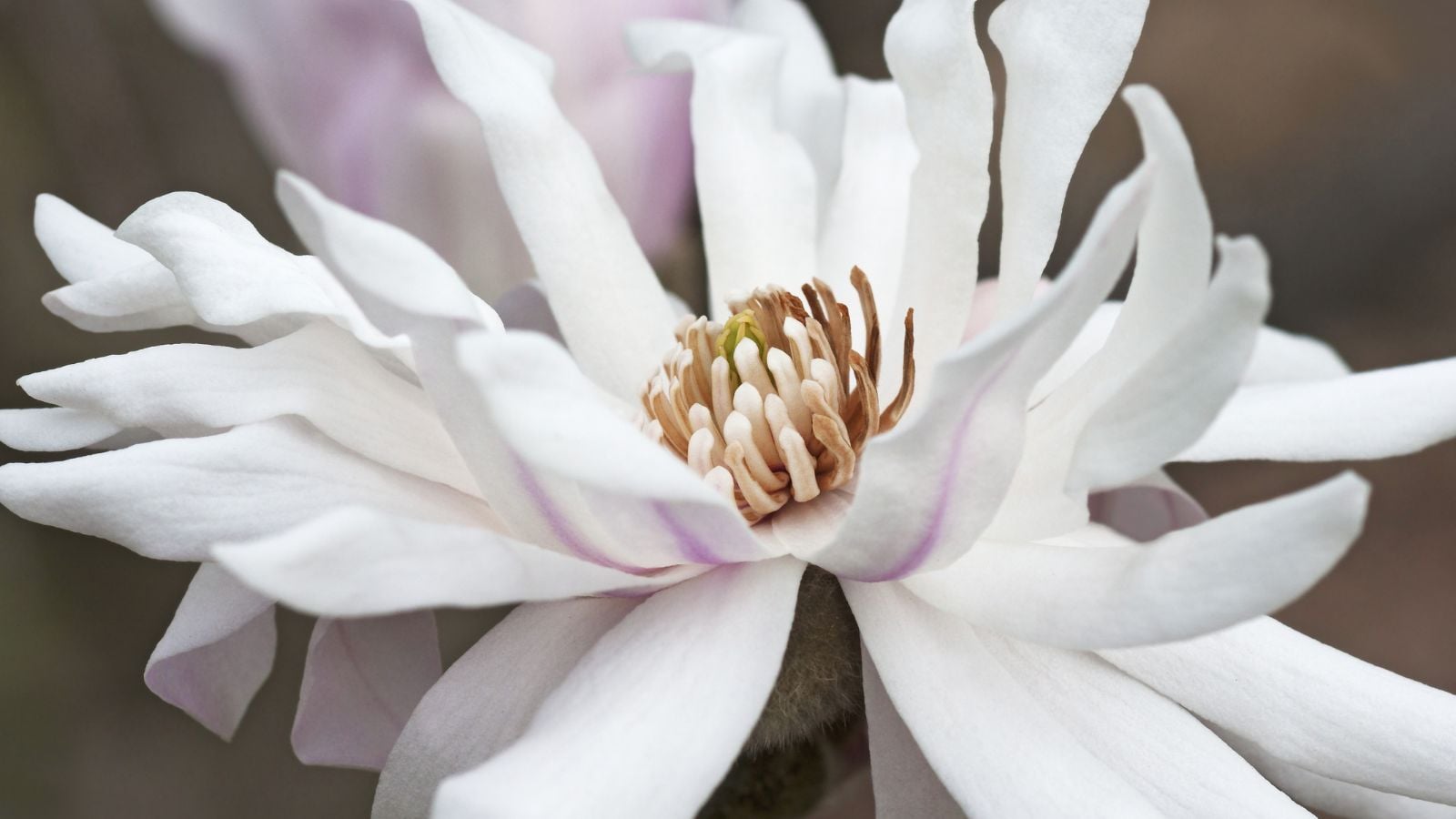 A close-up shot of a pinkish white colored, double-blooming, star-shaped bloom of the 'Centennial Blush' cultivar