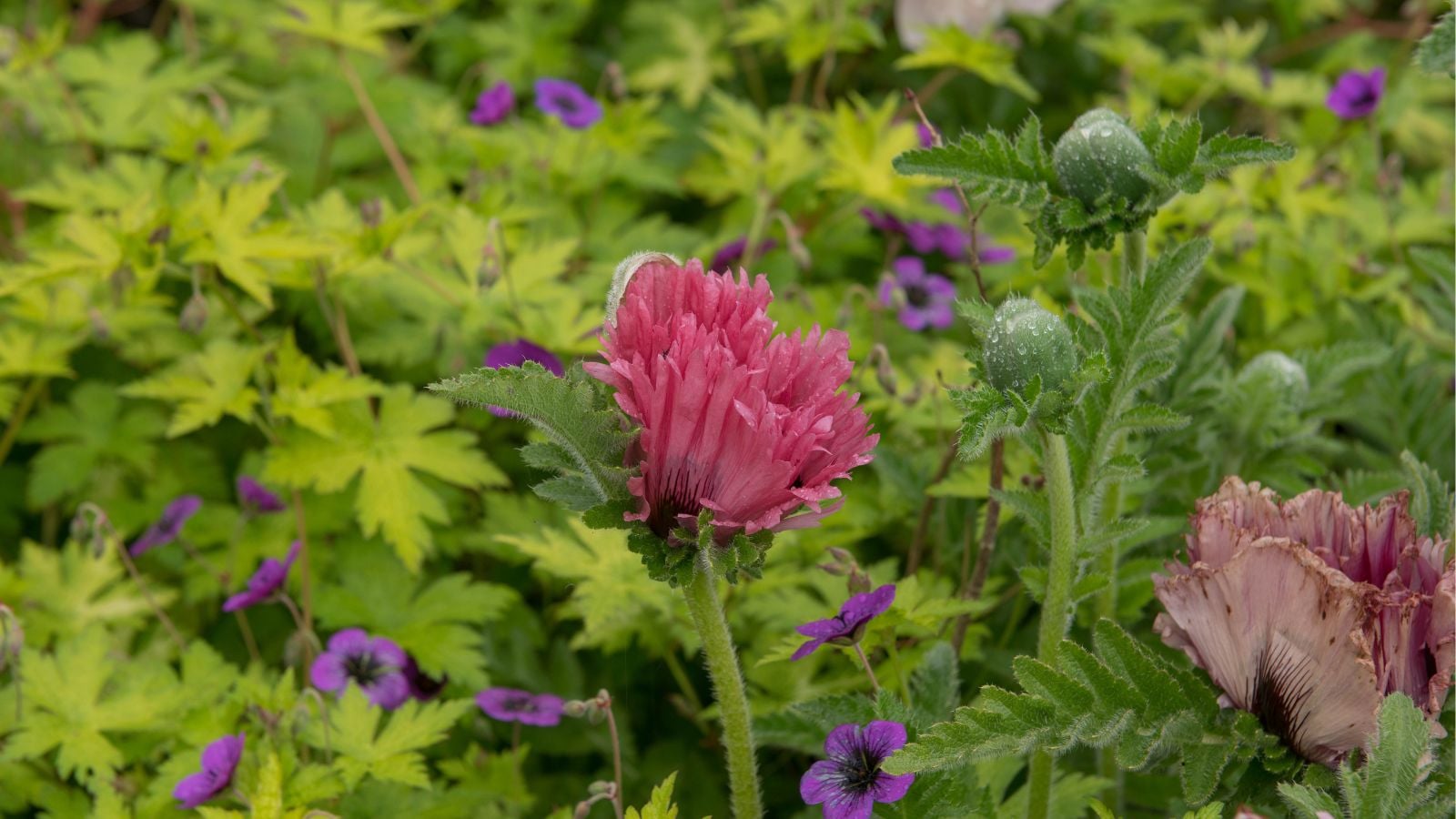 A close-up shot of a delicate red-purple colored flower of the Central Park Oriental Poppy, all situated alongside other developing flowers outdoors