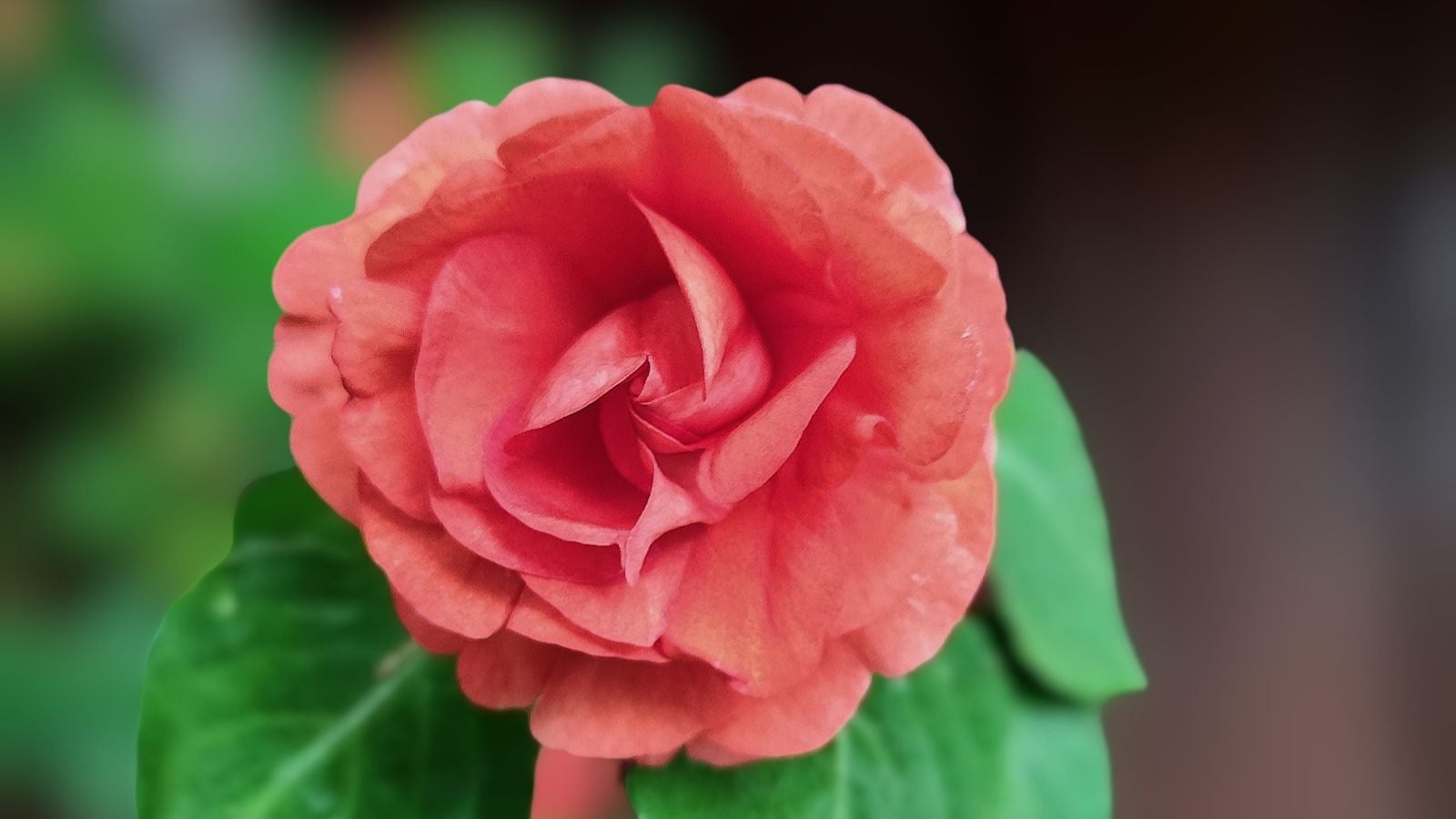 A close-up and focused shot of a peach colored, double flower, developing alongside its green leaves outdoors