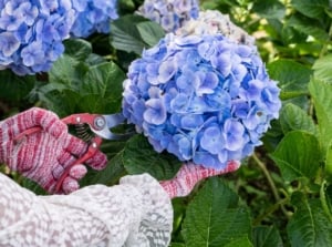 A close-up and overhead shot of a person's hands wearing gloves, in the process of trimming a flowering bush using pruning shears, showcasing shrub pruning guide