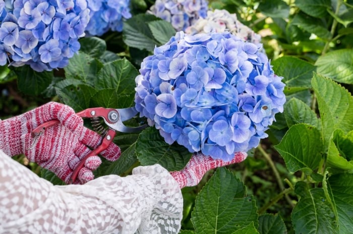 A close-up and overhead shot of a person's hands wearing gloves, in the process of trimming a flowering bush using pruning shears, showcasing shrub pruning guide