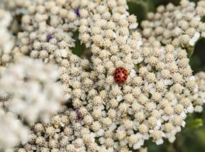 A close-up and overhead shot of a small ladybug crawling on a cluster of white colored yarrow flowers, showcasing natural pest control