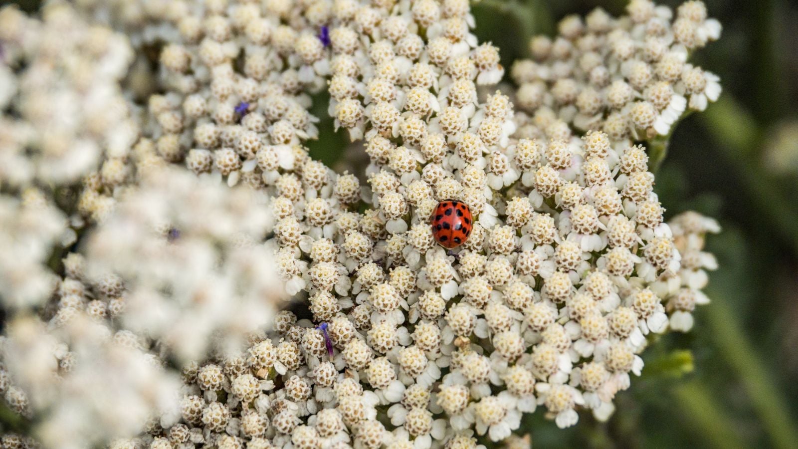 A close-up and overhead shot of a small ladybug crawling on a cluster of white colored yarrow flowers, showcasing natural pest control