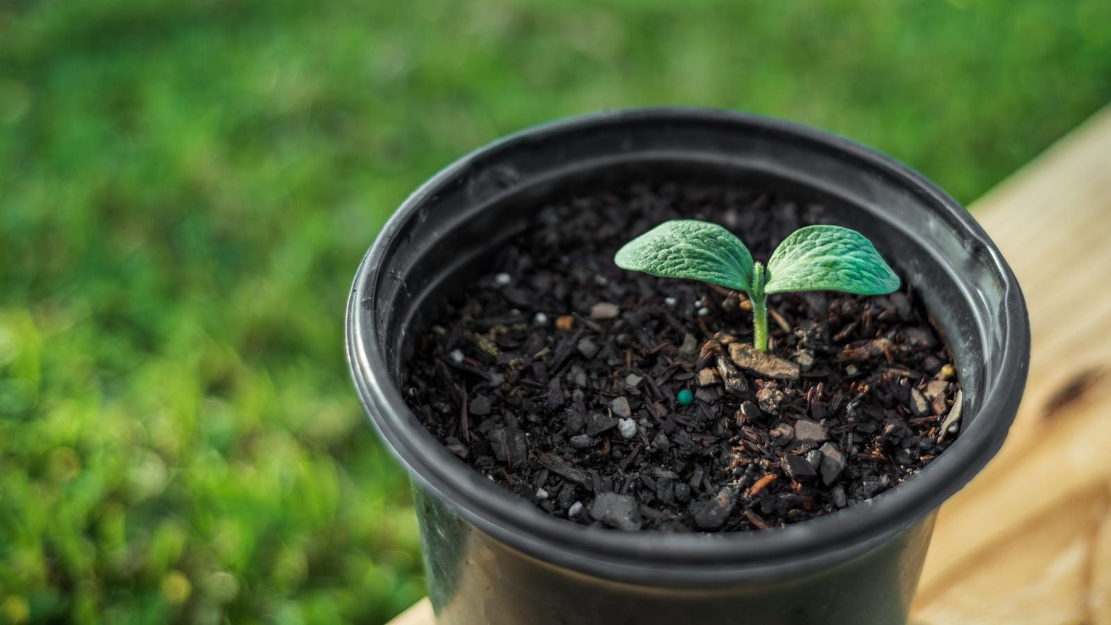 A close-up and overhead shot of a sprouted seedling placed in a small black pot, hardening off in a well lit area outdoors