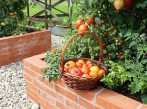 A close-up shot of a basket of freshly harvest ripe and red fruits, alongside a composition of developing fruit-bearing vines on a large brick container, showcasing raised bed tomato varieties