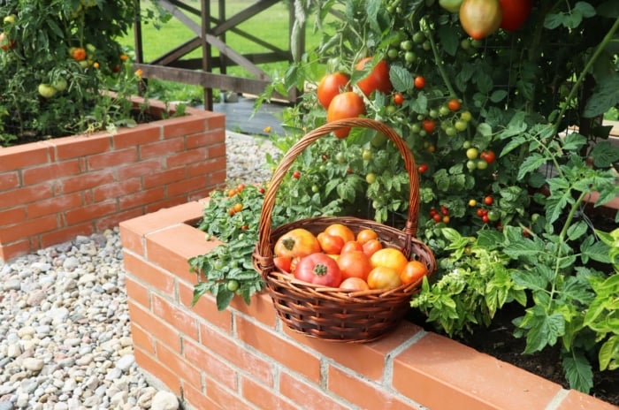 A close-up shot of a basket of freshly harvest ripe and red fruits, alongside a composition of developing fruit-bearing vines on a large brick container, showcasing raised bed tomato varieties