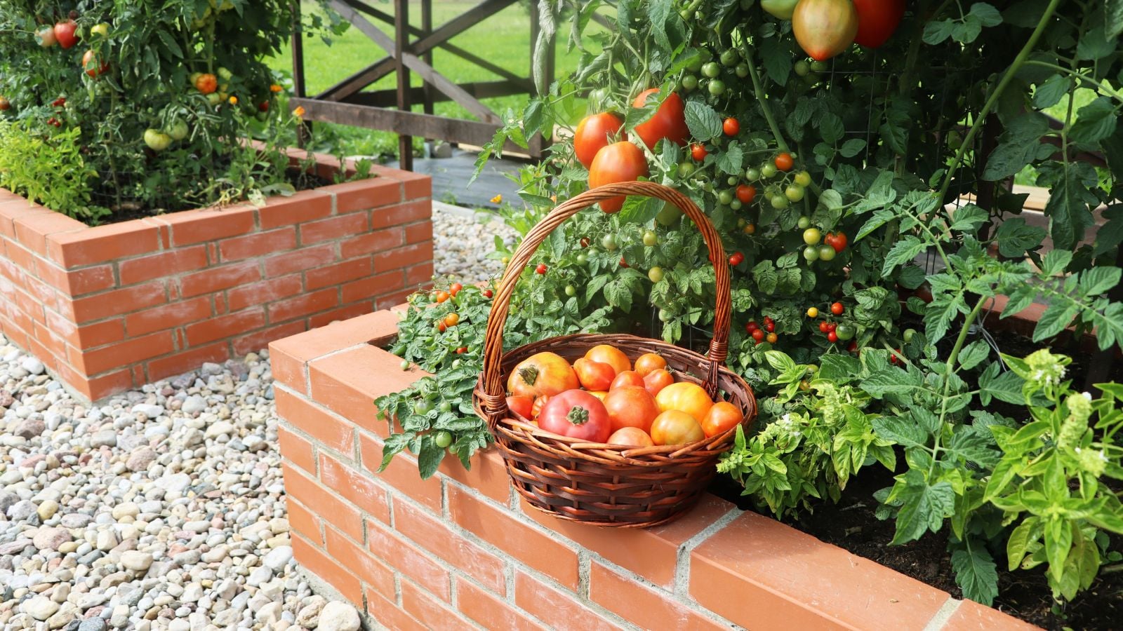 A close-up shot of a basket of freshly harvest ripe and red fruits, alongside a composition of developing fruit-bearing vines on a large brick container, showcasing raised bed tomato varieties